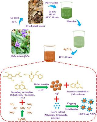 Viola betonicifolia-Mediated Biosynthesis of Silver Nanoparticles for Improved Biomedical Applications